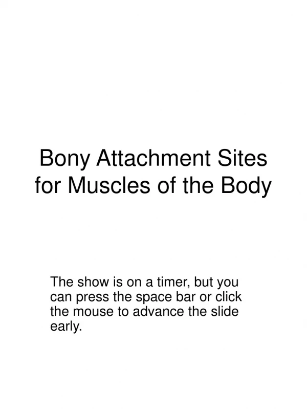 Bony Attachment Sites for Muscles of the Body