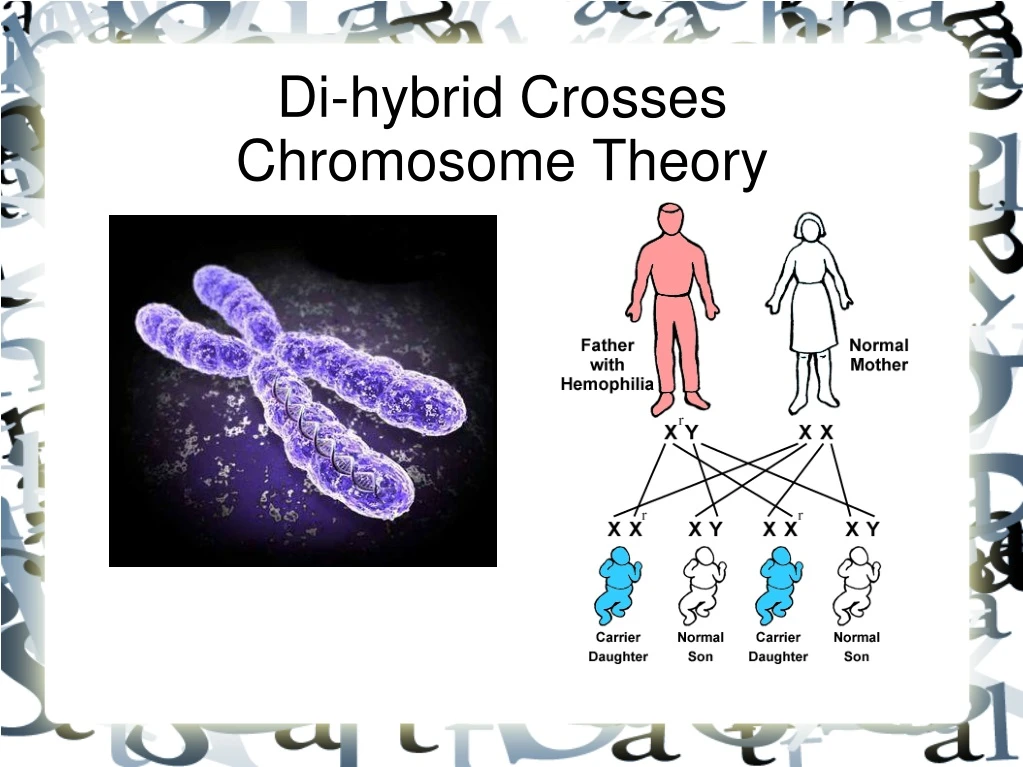 di hybrid crosses chromosome theory