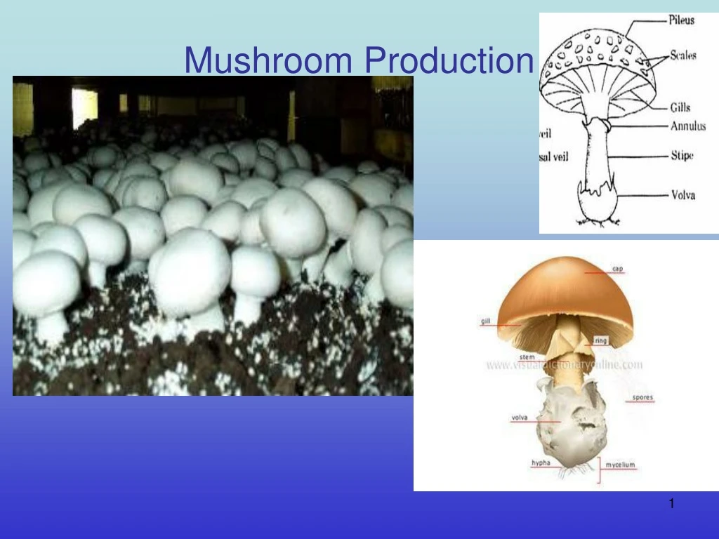 mushroom production