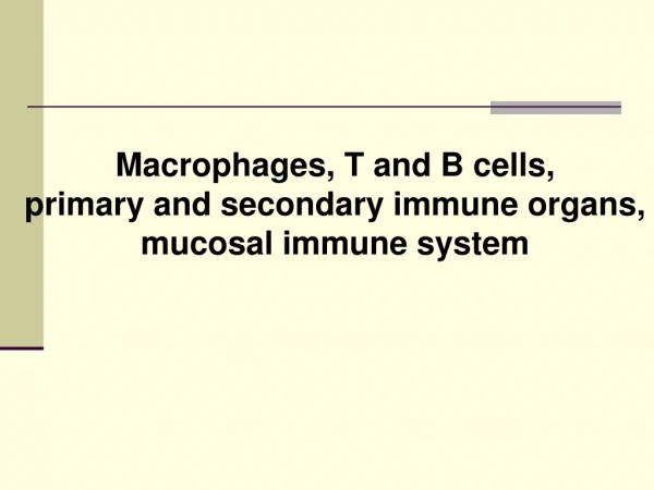 Macrophages, T and B cells,  primary and secondary immune organs,  mucosal immune system