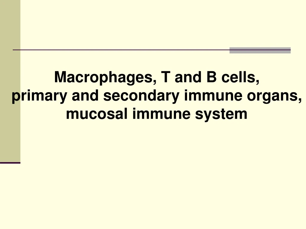 macrophages t and b cells primary and secondary