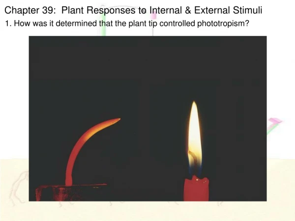 Chapter 39:  Plant Responses to Internal &amp; External Stimuli