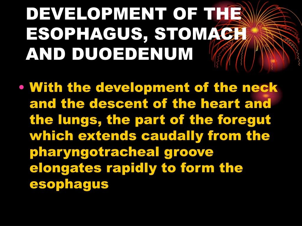 development of the esophagus stomach and duoedenum