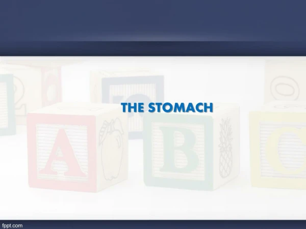 THE STOMACH