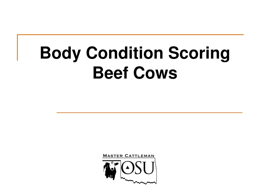 PPT - Body Condition Scoring Beef Cows PowerPoint Presentation, Free ...