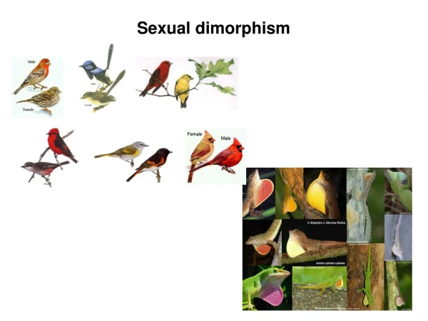 Sexual dimorphism