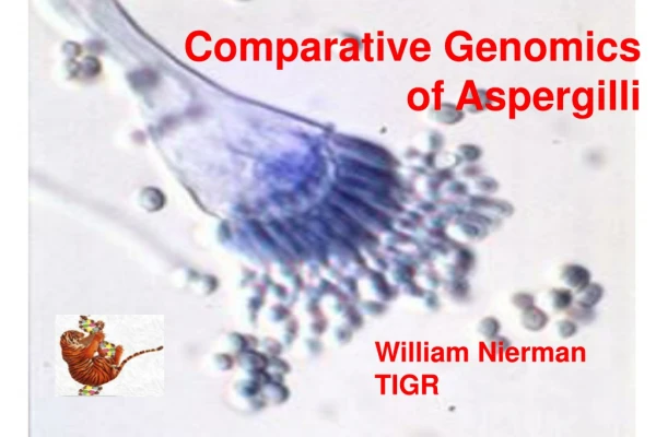 Comparative Genomics  of Aspergilli