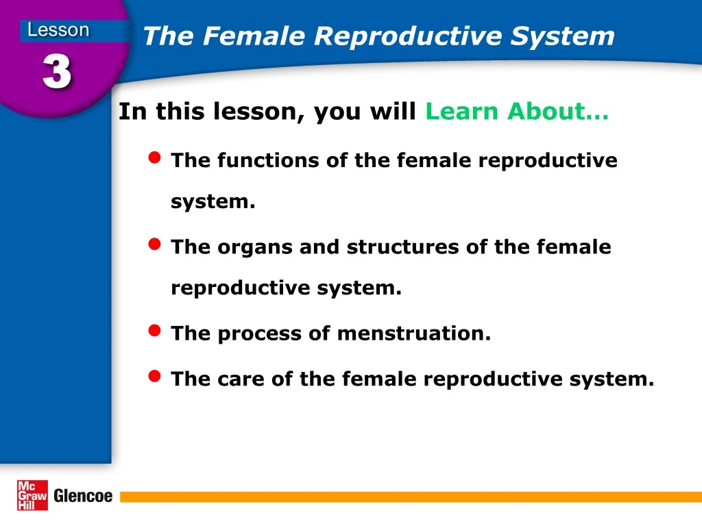 the female reproductive system