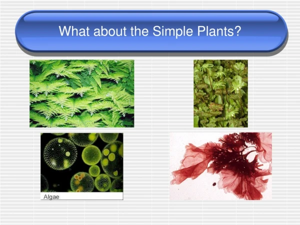 What about the Simple Plants?