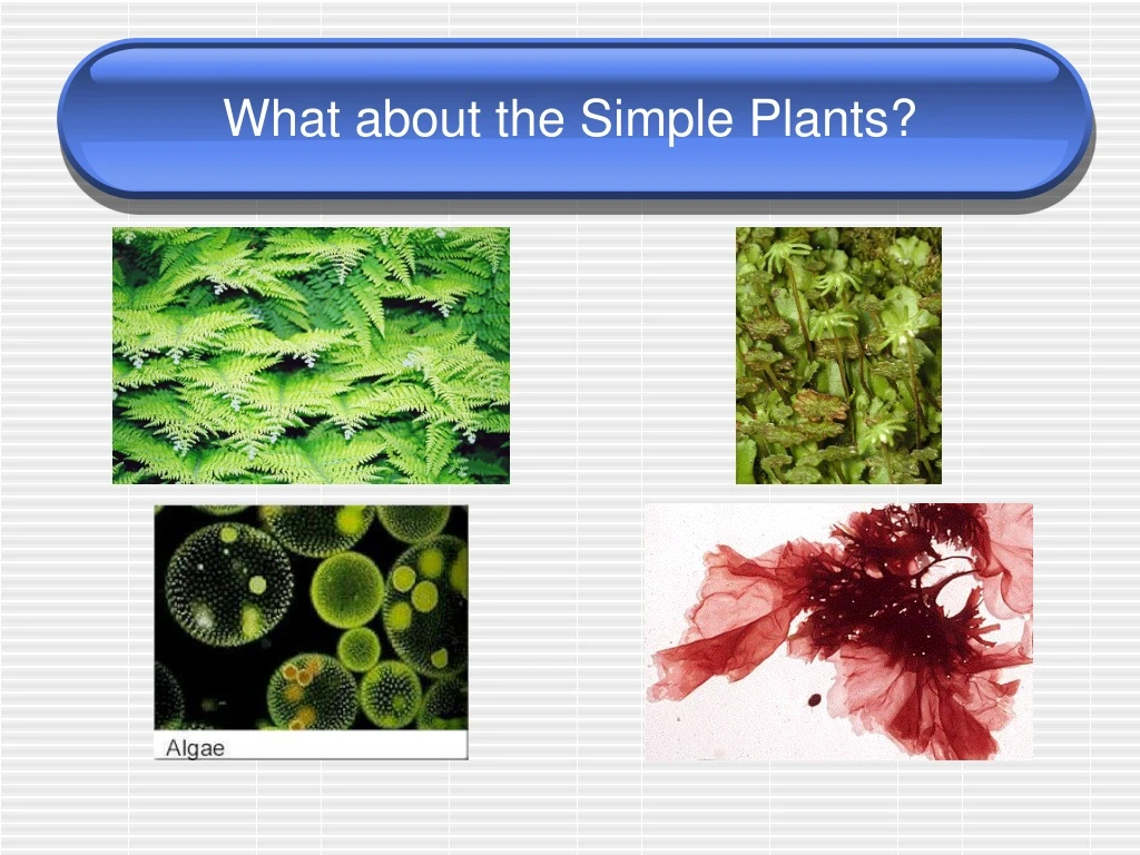 what about the simple plants