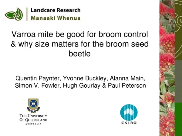 Varroa mite be good for broom control &amp; why size matters for the broom seed beetle