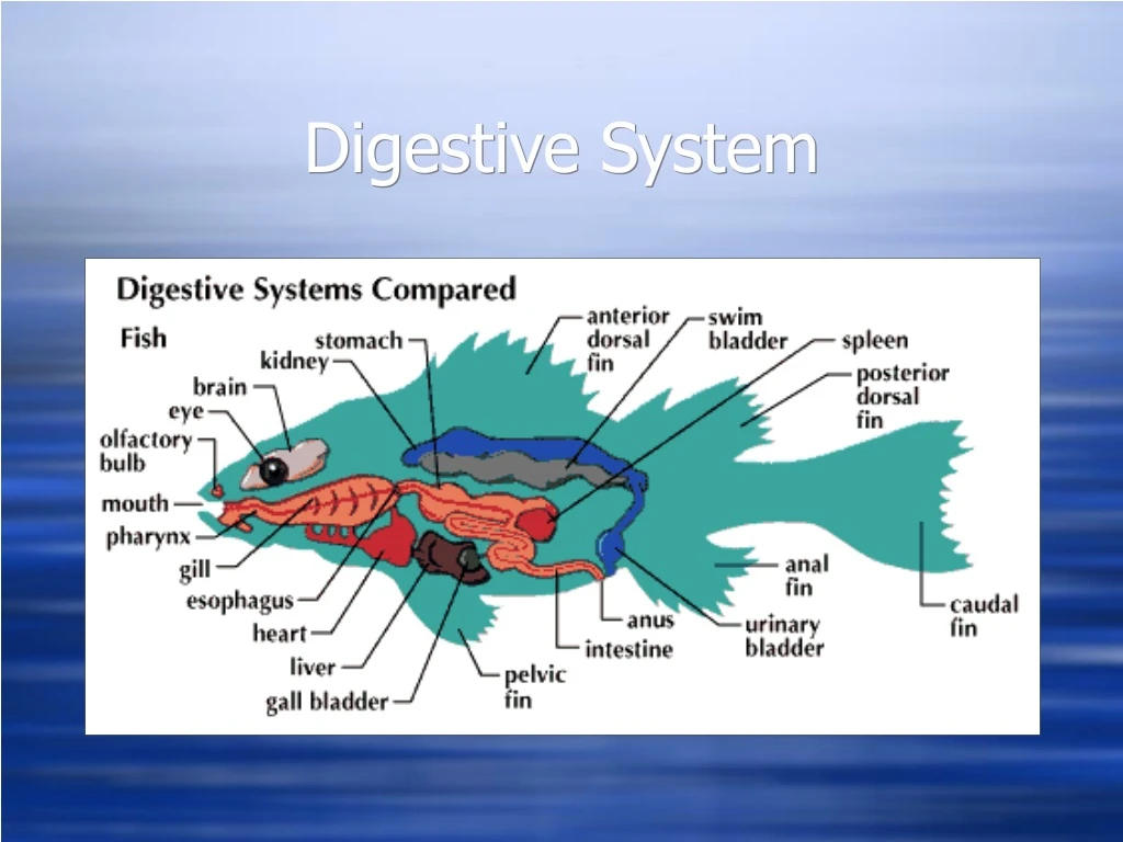 digestive system