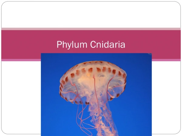 Phylum Cnidaria