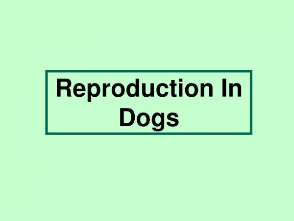 Reproduction In Dogs