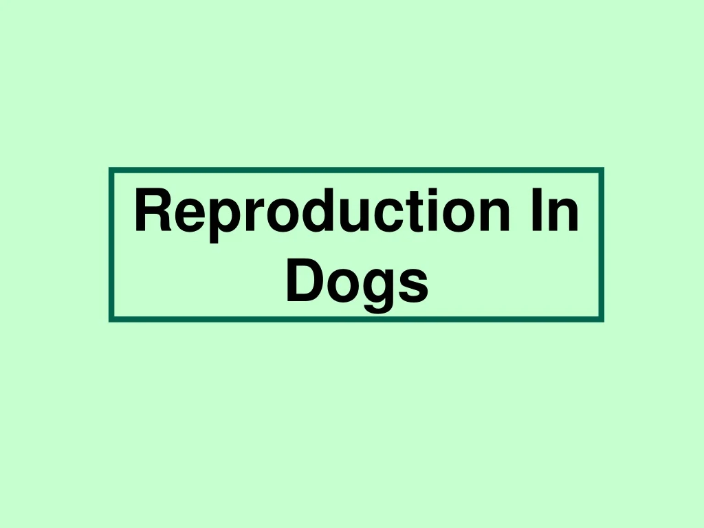 reproduction in dogs