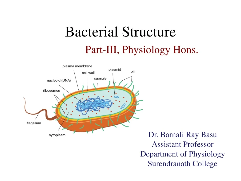 bacterial structure