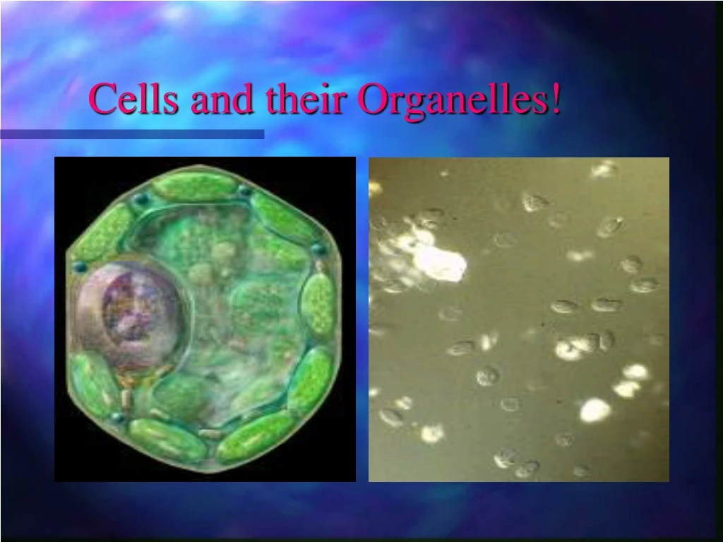 cells and their organelles