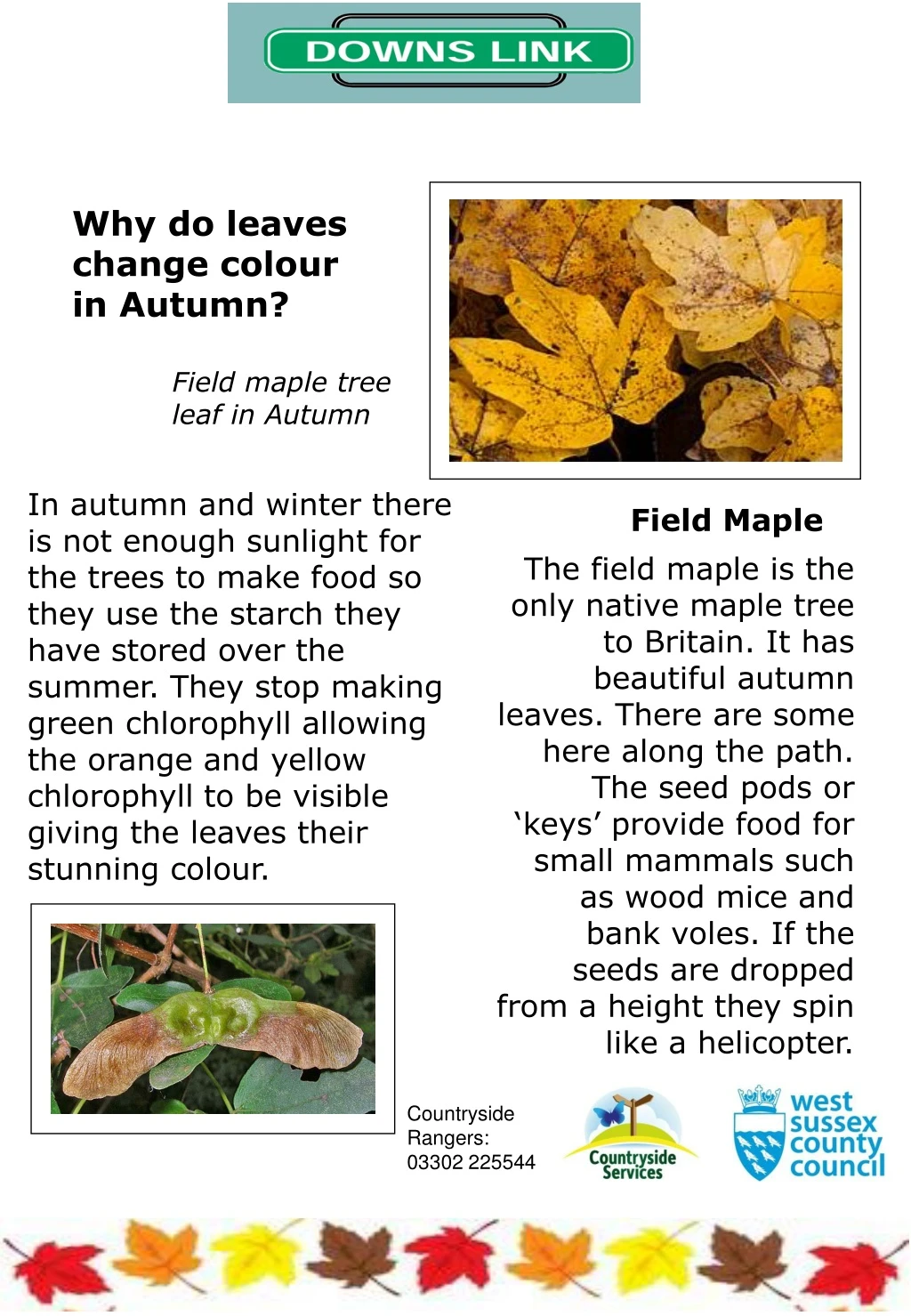 why do leaves change colour in autumn