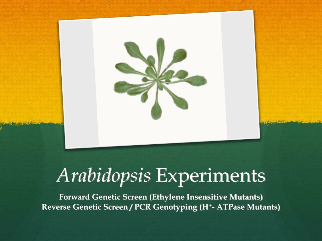 arabidopsis experiments
