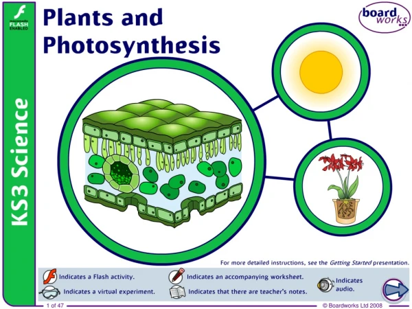 Plants and photosynthesis