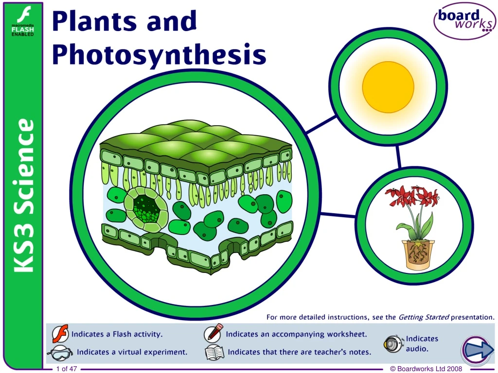 plants and photosynthesis