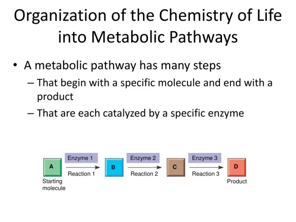 Organization of the Chemistry of Life into Metabolic Pathways