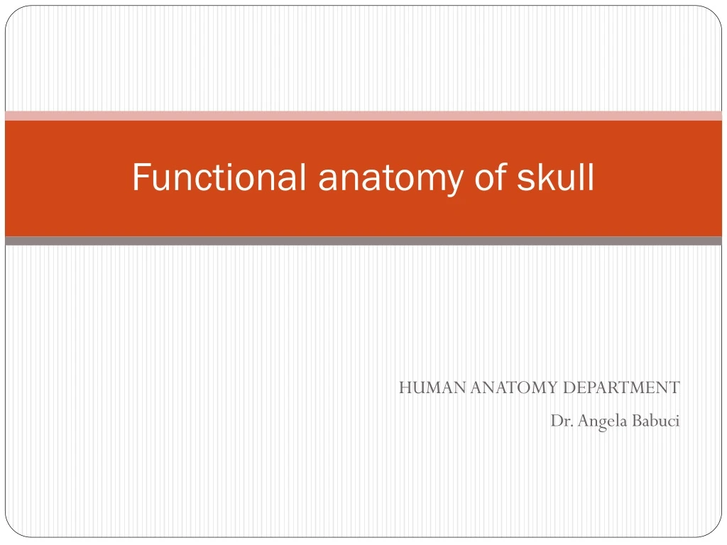 functional anatomy of skull