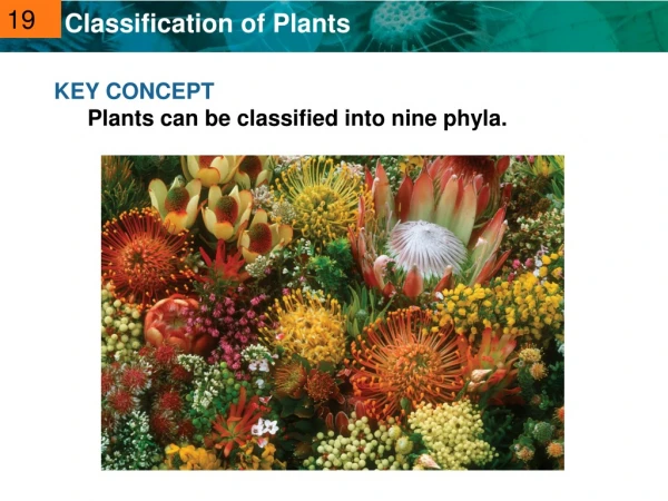 KEY CONCEPT Plants can be classified into nine phyla.