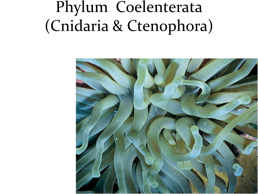 phylum coelenterata cnidaria ctenophora