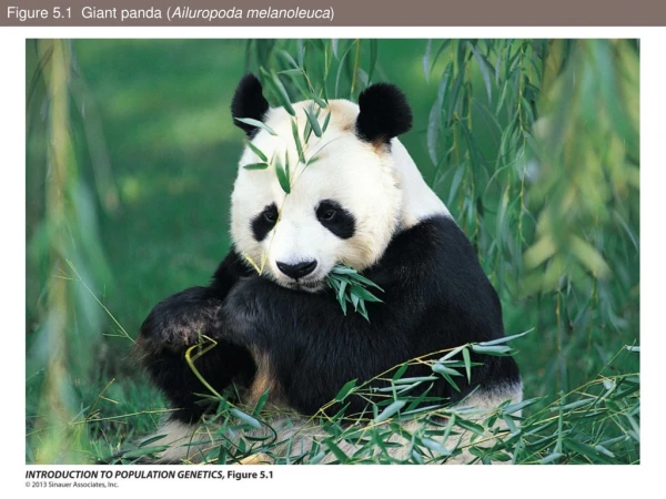Figure 5.1  Giant panda ( Ailuropoda melanoleuca )