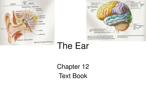 The Ear