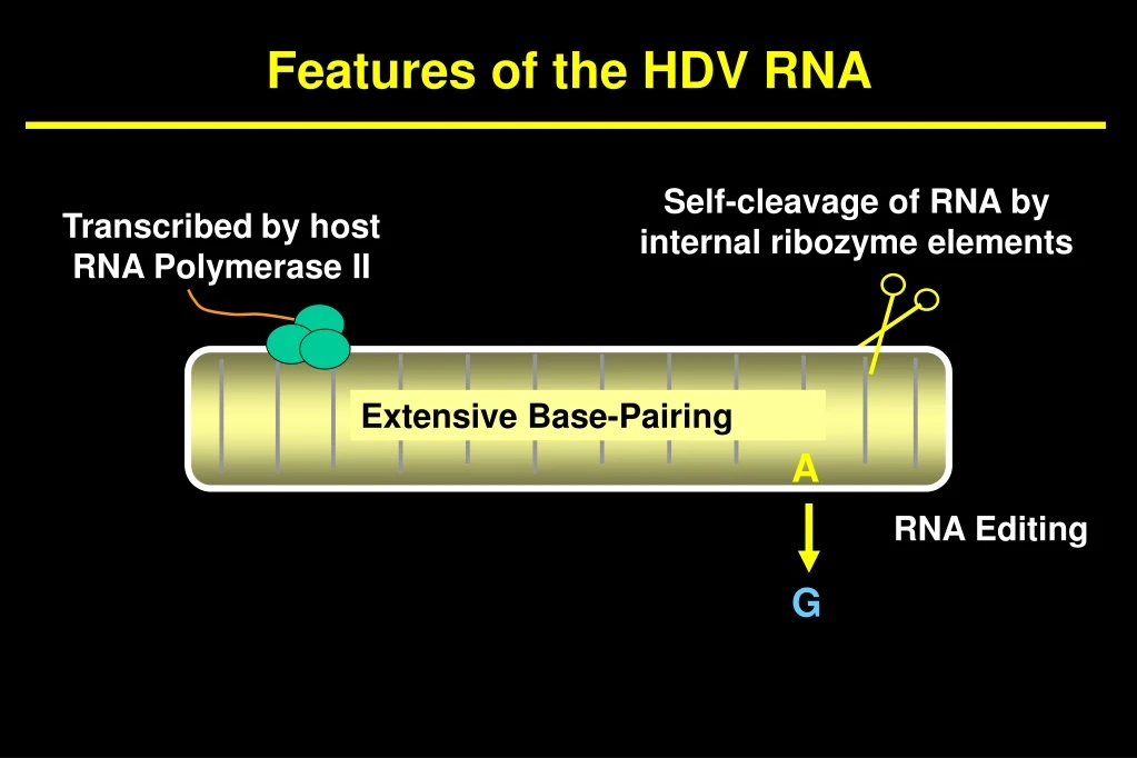 features of the hdv rna