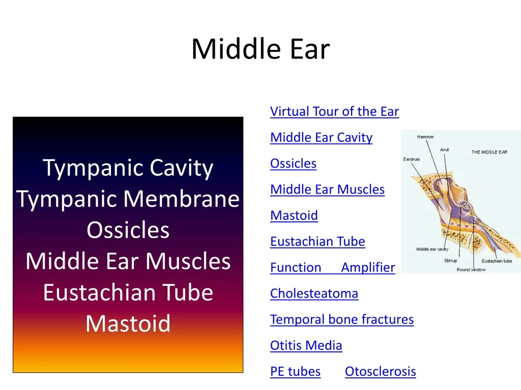 middle ear