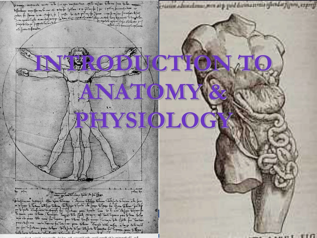 introduction to anatomy physiology