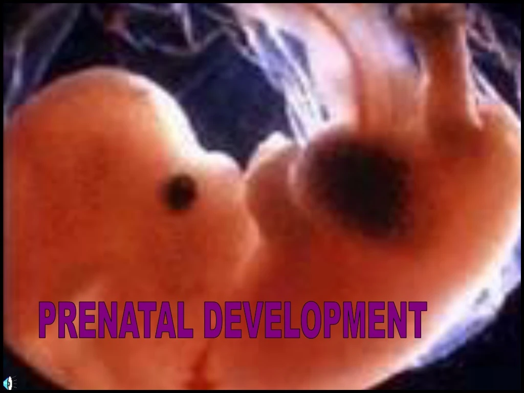 prenatal development