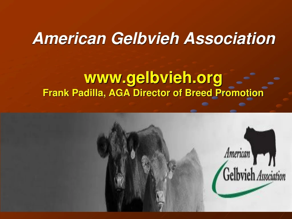 american gelbvieh association www gelbvieh org frank padilla aga director of breed promotion