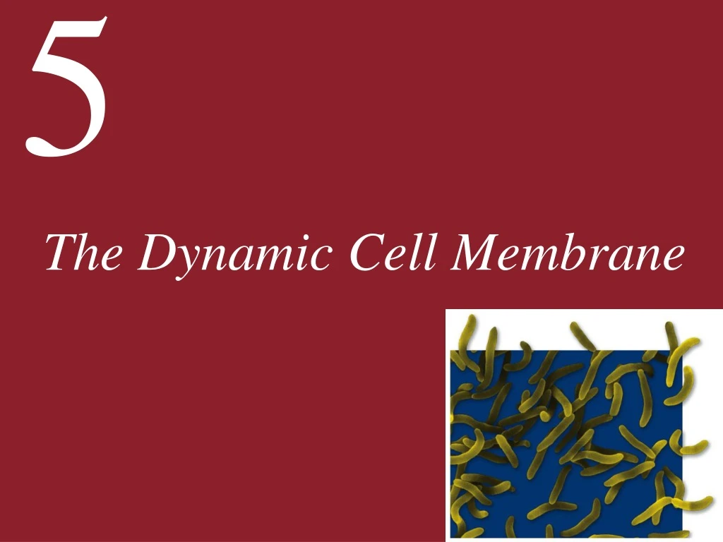 the dynamic cell membrane