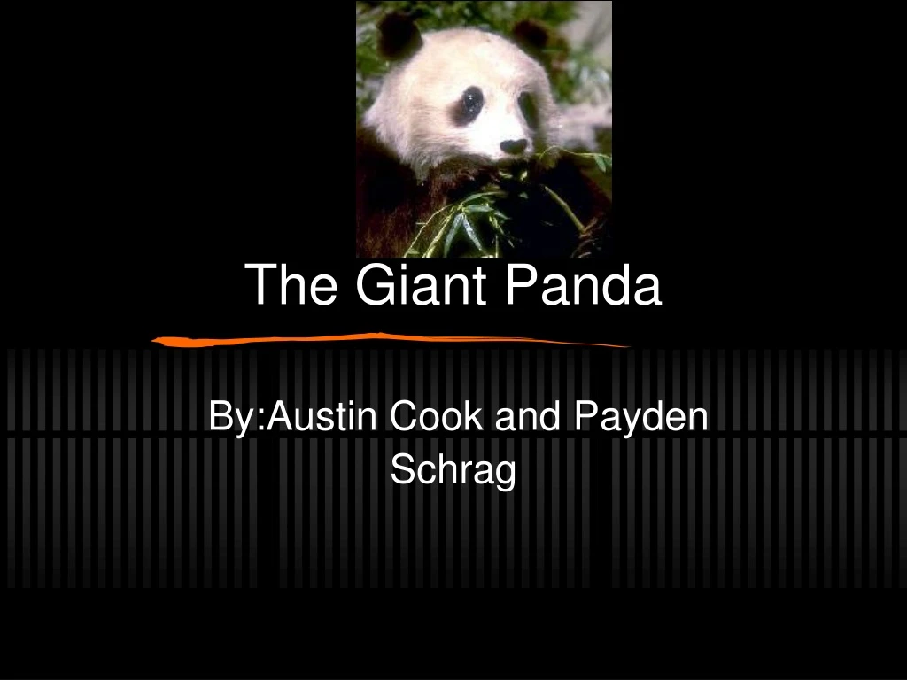 the giant panda
