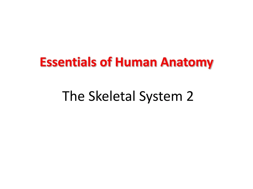 essentials of human anatomy the skeletal system 2
