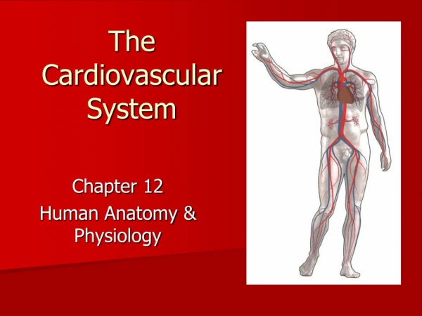 The Cardiovascular System