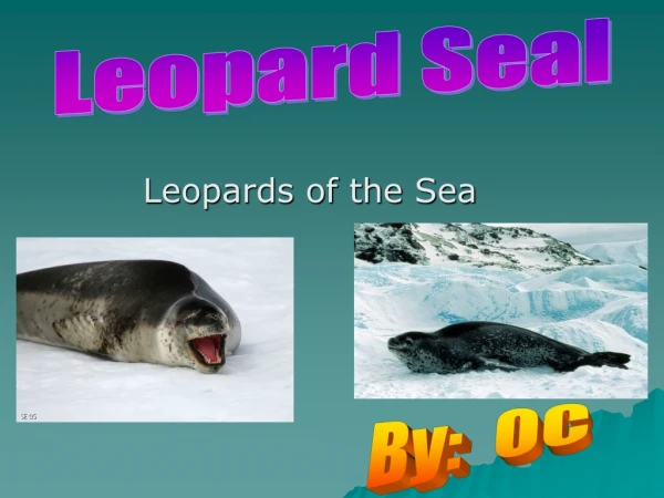 Leopards of the Sea