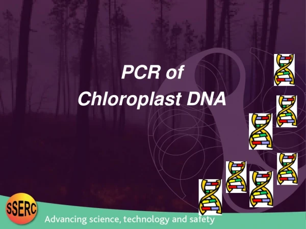 PCR of  Chloroplast DNA