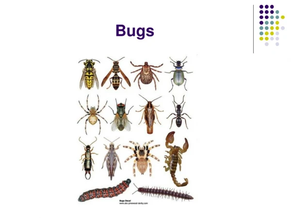 Bugs