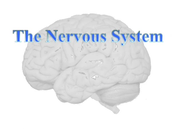 The Nervous System