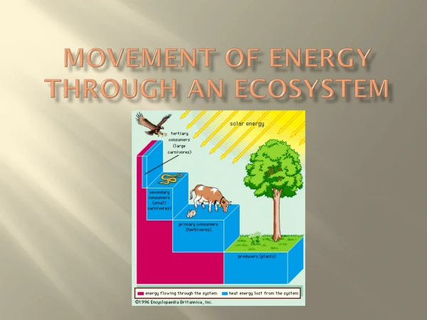 Movement of Energy Through an Ecosystem