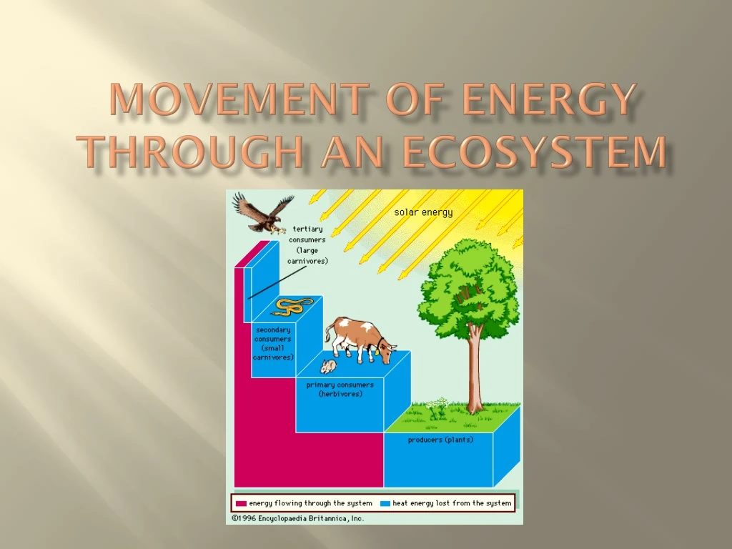 movement of energy through an ecosystem
