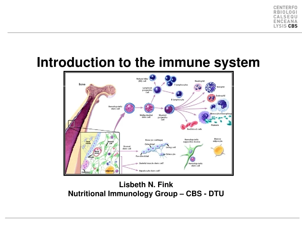 introduction to the immune system