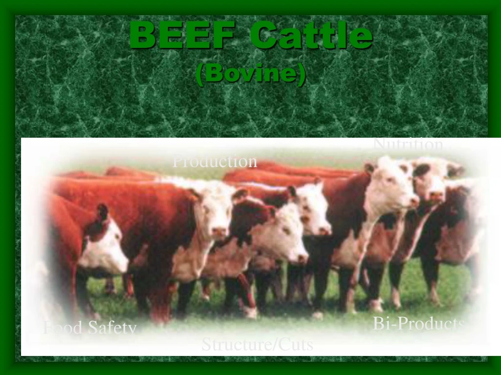 beef cattle bovine