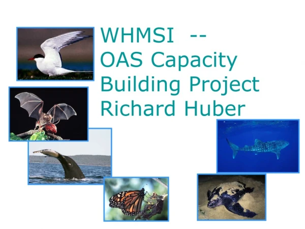 WHMSI  --  OAS Capacity Building Project  Richard Huber