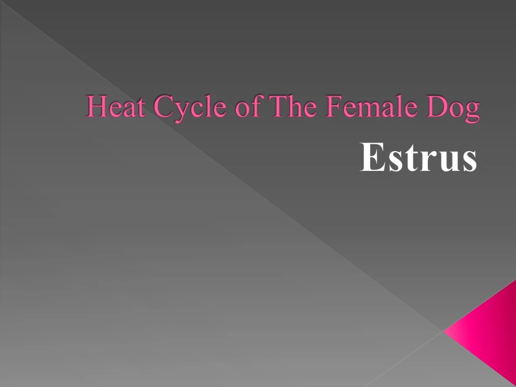 heat cycle of the female dog